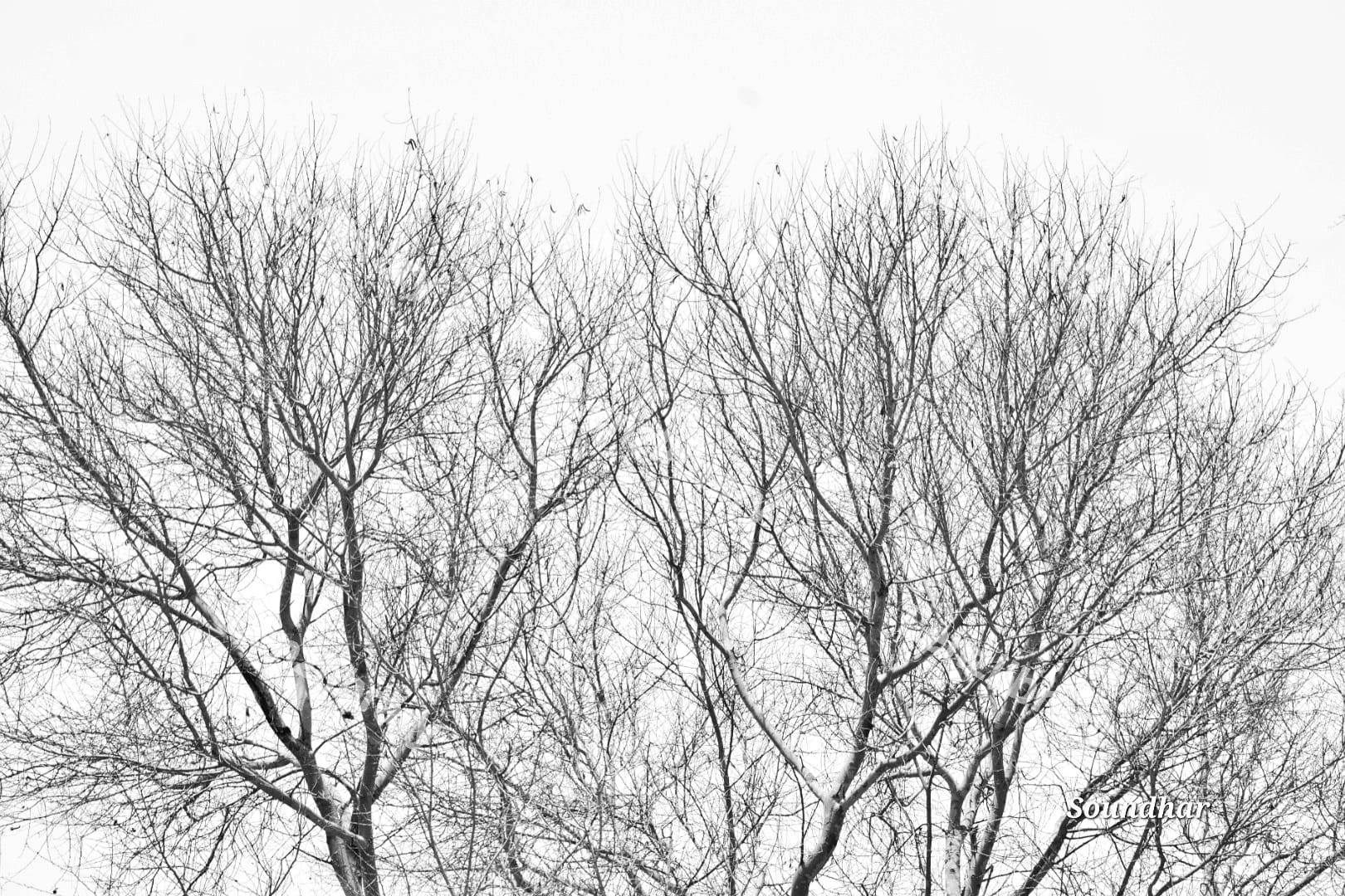 Tree branches silhouette